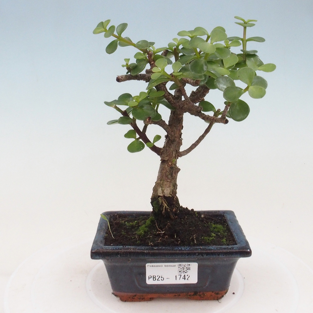 Zimmerbonsai - Portulakaria Afra - Tlustice