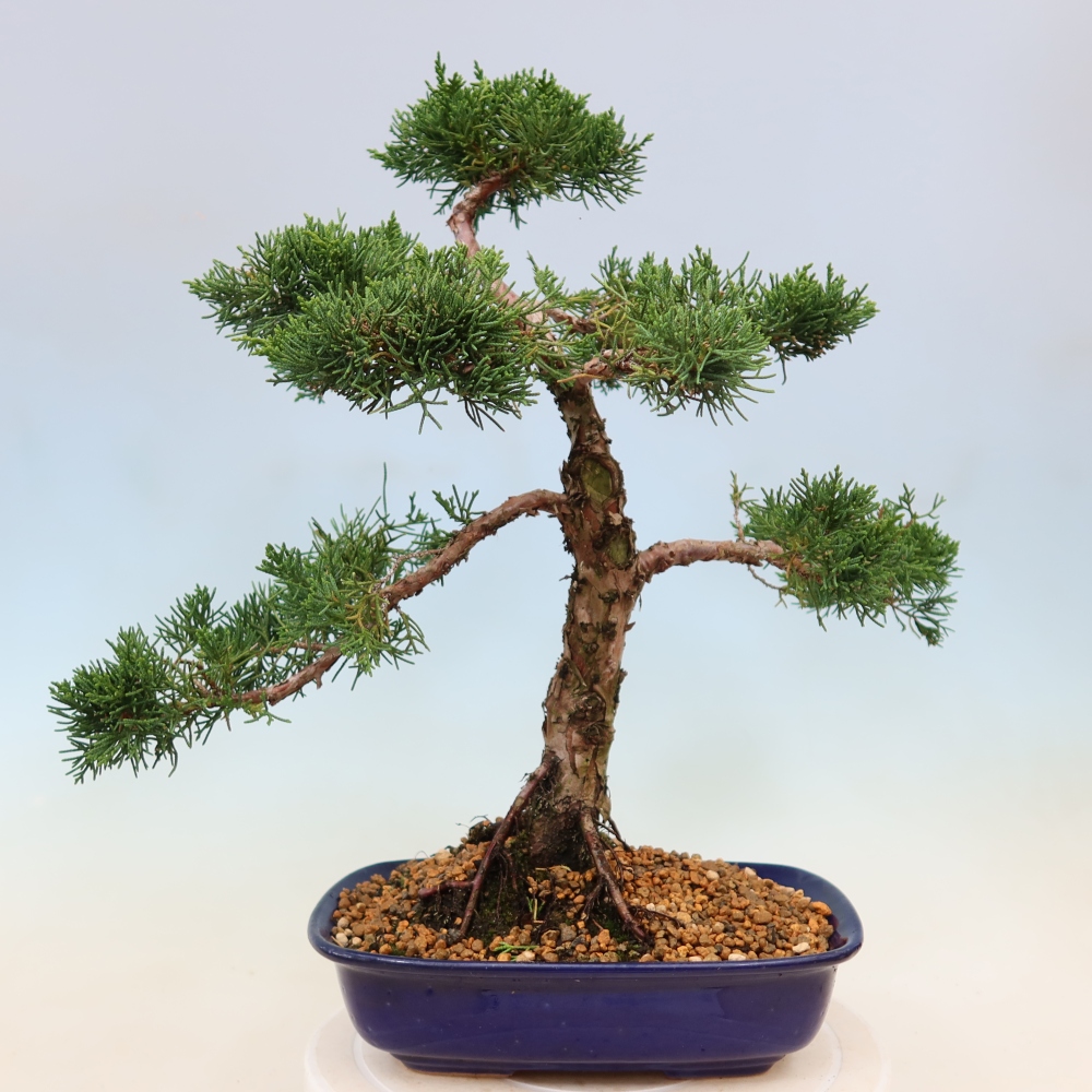 Bonsai für draußen - Juniperus chinensis Kishu