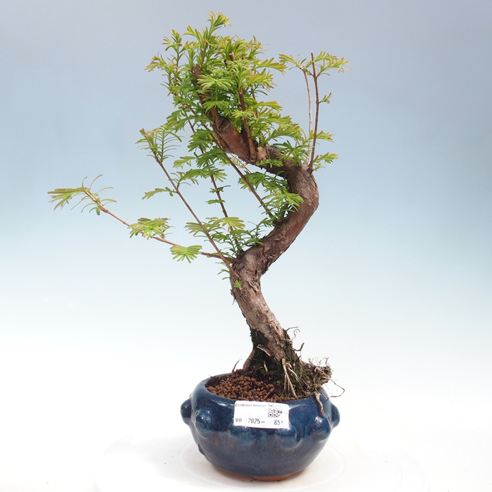 Bonsai im Freien - Metasequoia glyptostroboides - Chinesischer Metasequoia