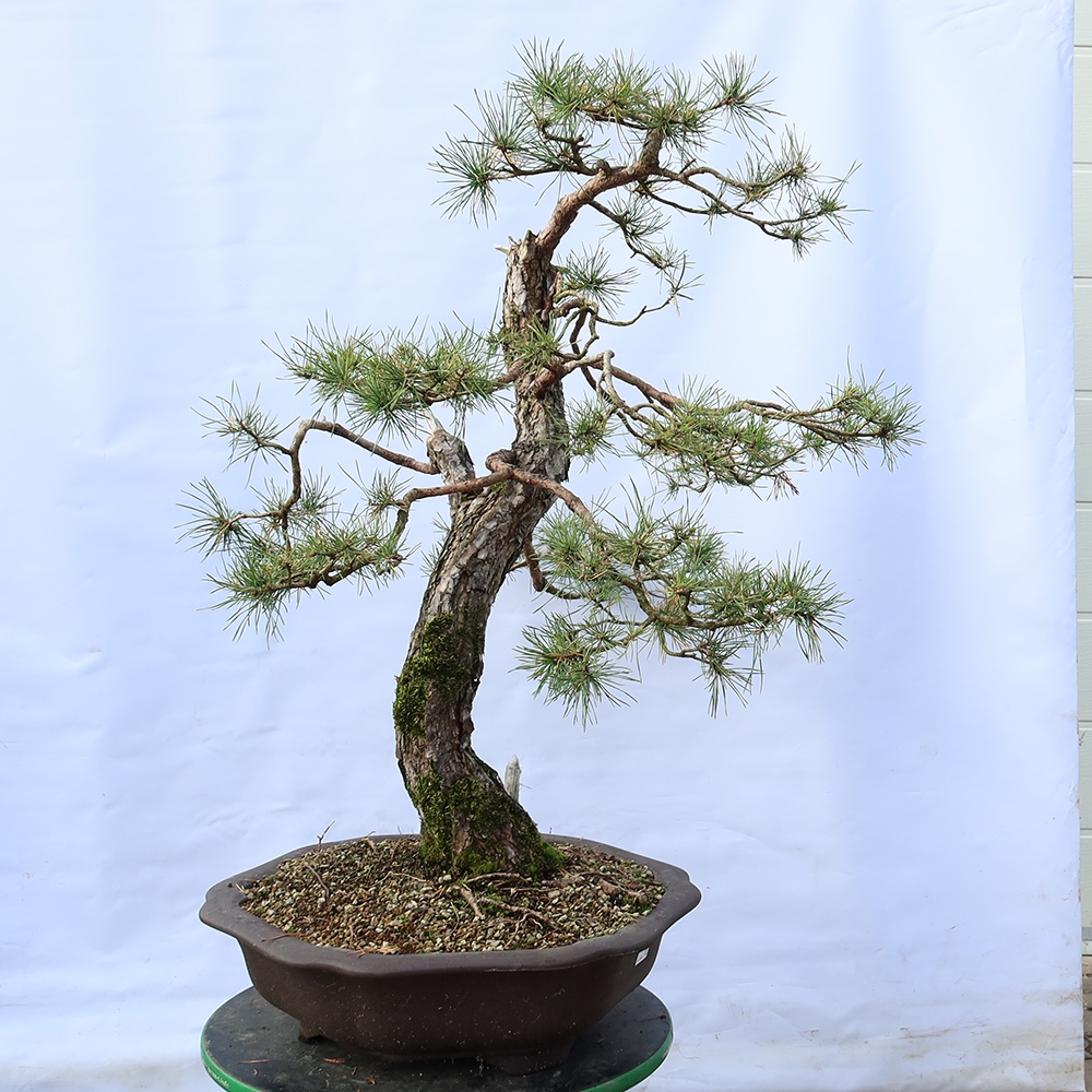 Pinus sylvestris Spanien – Waldkiefer