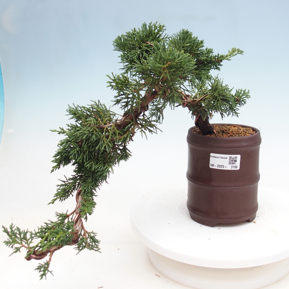 Bonsai im Freien - Juniperus chinensis Kishu - Chinesischer Wacholder