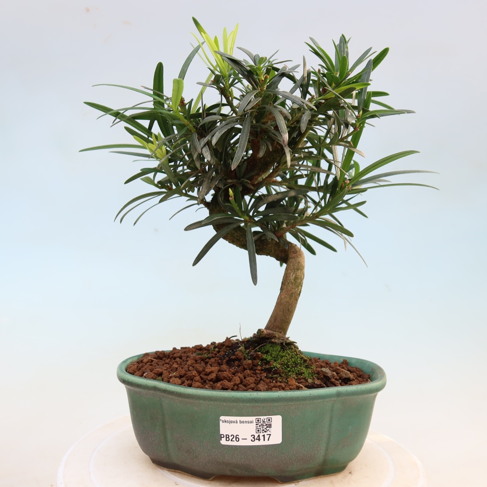 Zimmerbonsai - Podocarpus - Stein-Eibe