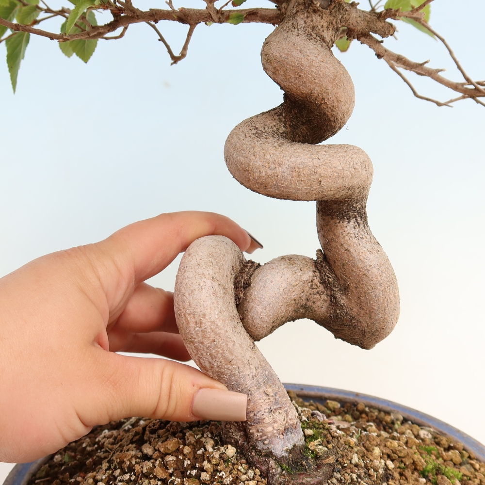 Bonsai für draußen -Carpinus CARPINOIDES - Koreanische Hainbuche