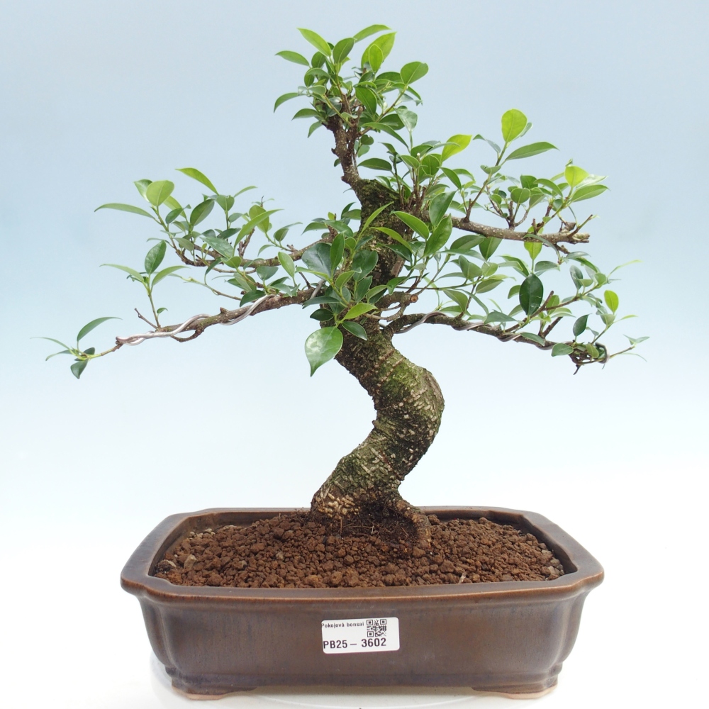 Zimmerbonsai - Ficus kimmen - Kleinblättriger Ficus