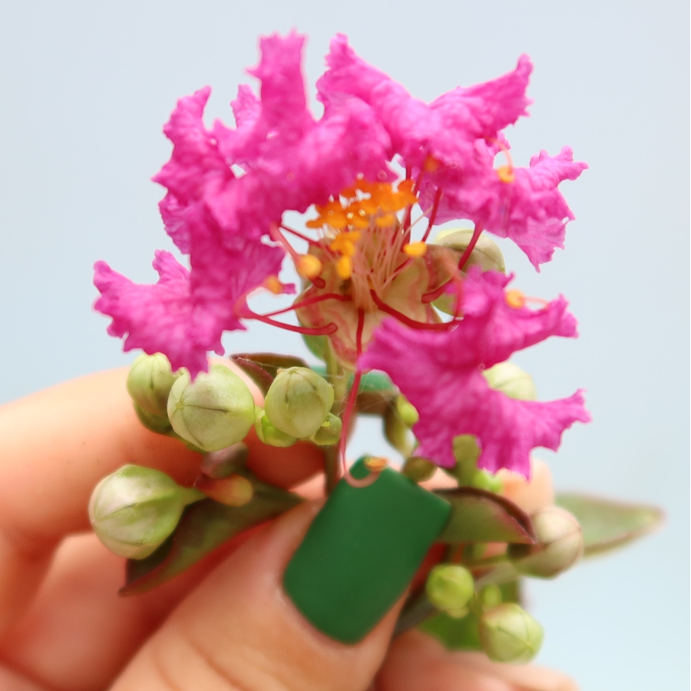 Zimmerbonsai – Lagerstroemia indica – Indischer Flieder