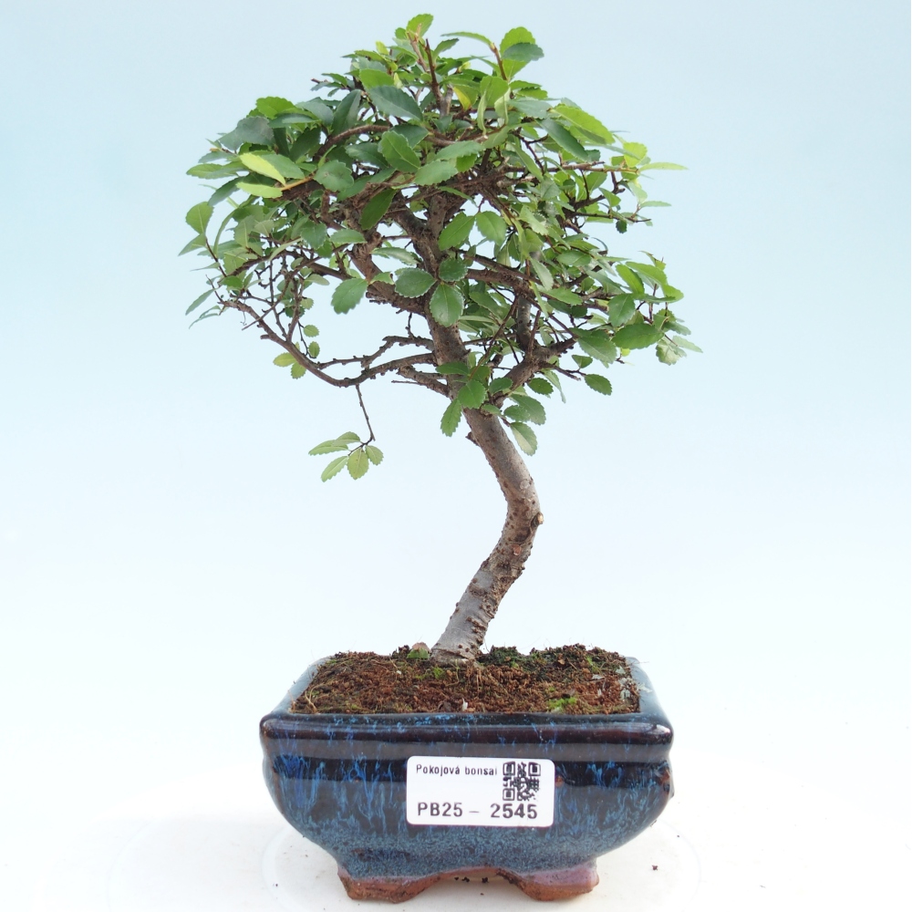 Indoor Bonsai - Ulmus parvifolia - Kleine Blattulme