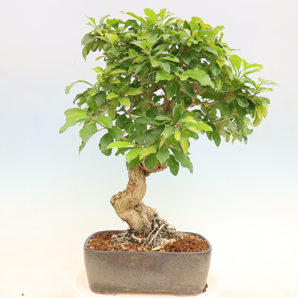 Zimmerbonsai - Duranta erecta Aurea
