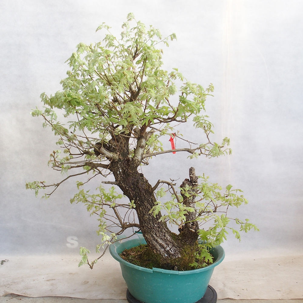 Freilandbonsai Quercus Cerris - Eiche Cer