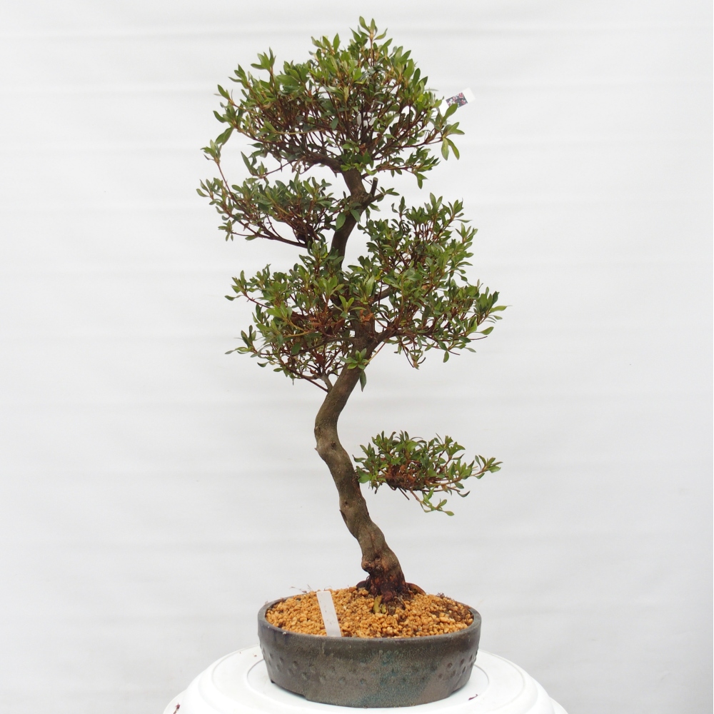 Bonsai für draußen - Japanische Azalee - Azalee CHIHIRO