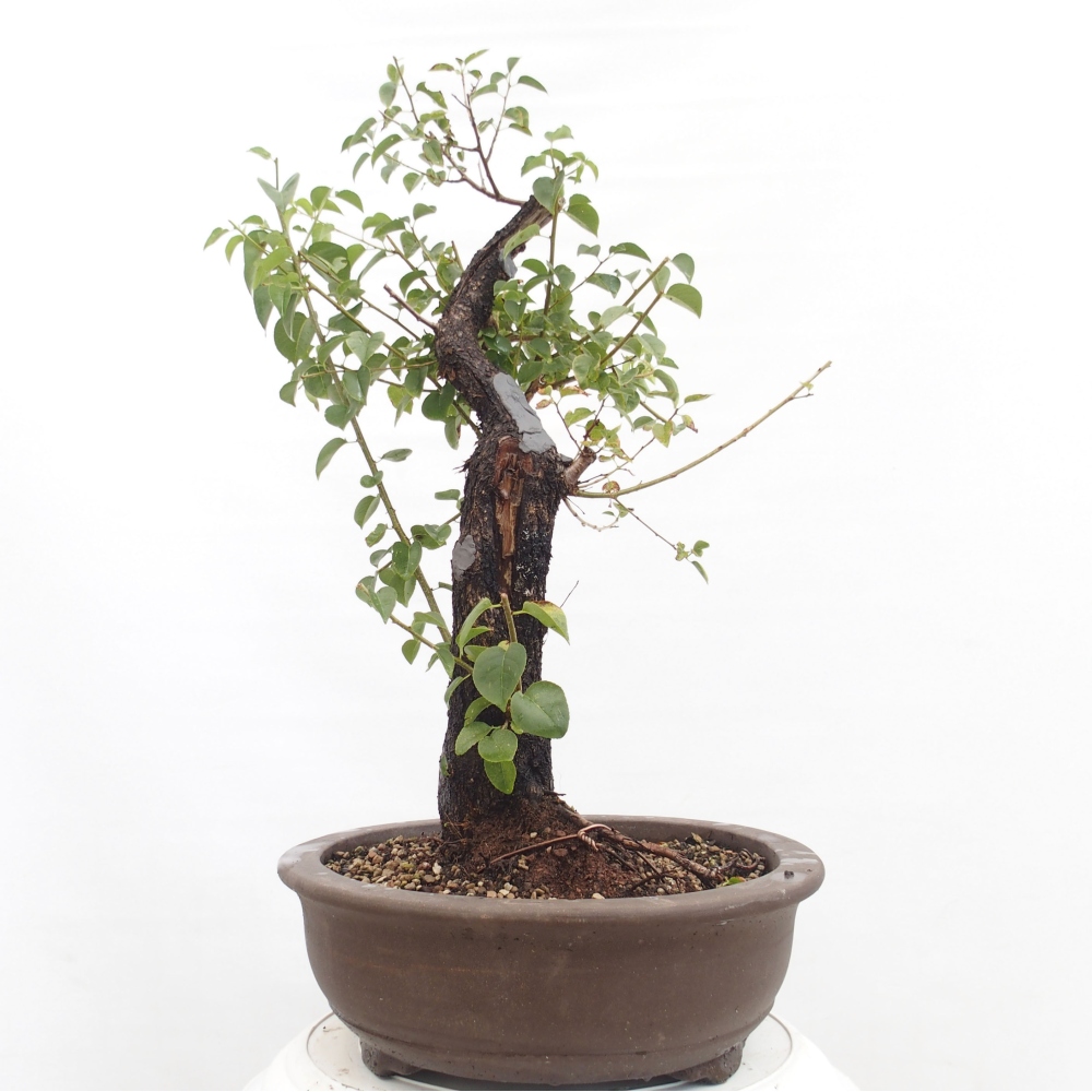 Bonsai im Freien - Mahalebka - Prunus mahaleb