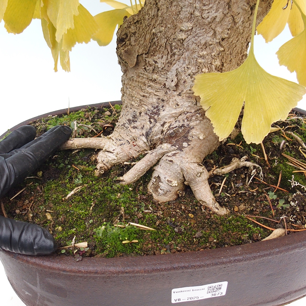 Bonsai im Freien - Jinan biloba - Ginkgo biloba