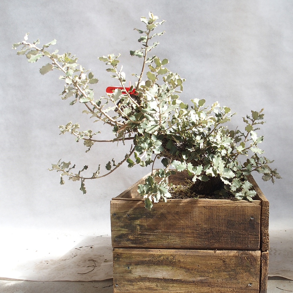 Freilandbonsai Quercus coccifera - Eiche 