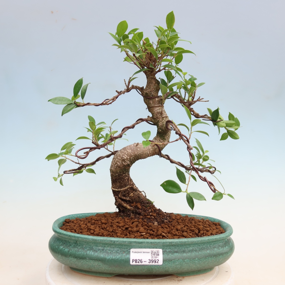 Zimmerbonsai - Ficus kimmen - Kleinblättriger Ficus