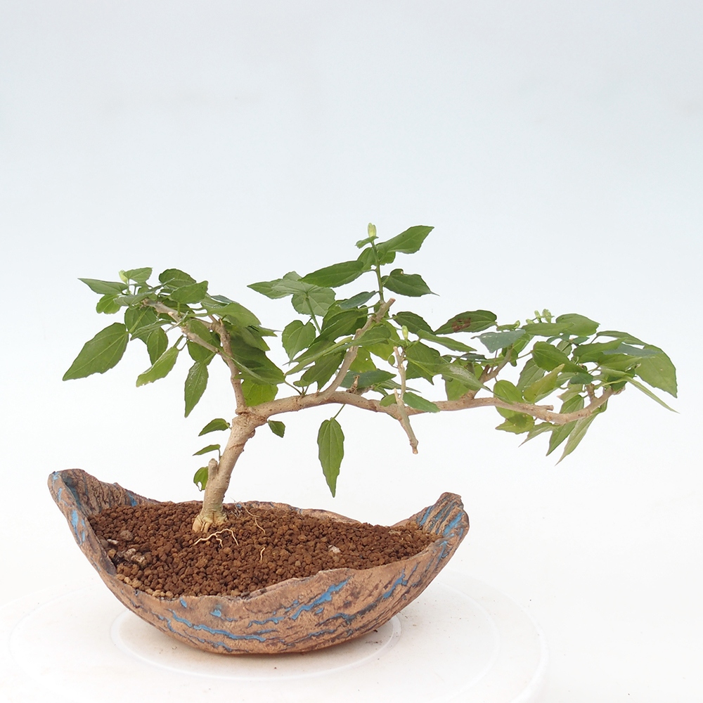 Zimmerbonsai - Malvaviscus arboreus