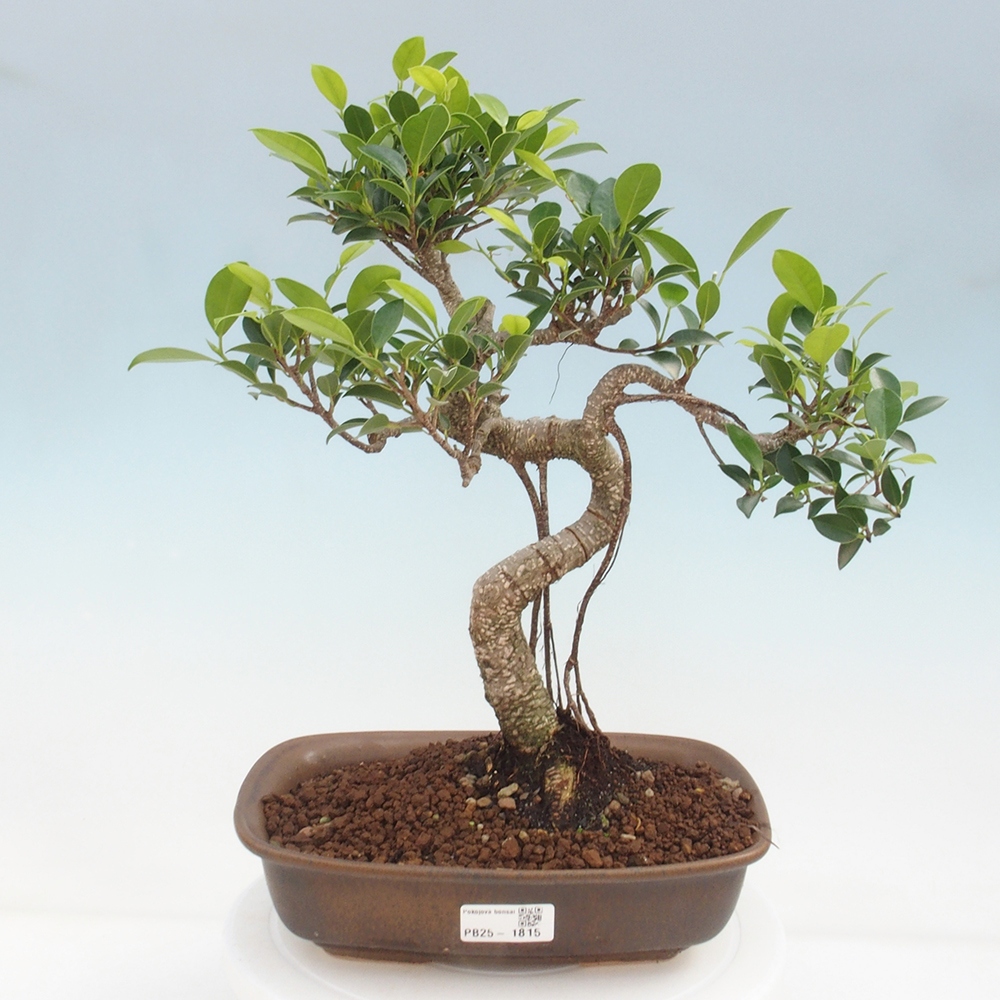 Indoor-Bonsai - Ficus kimmen - kleinblättriger Ficus