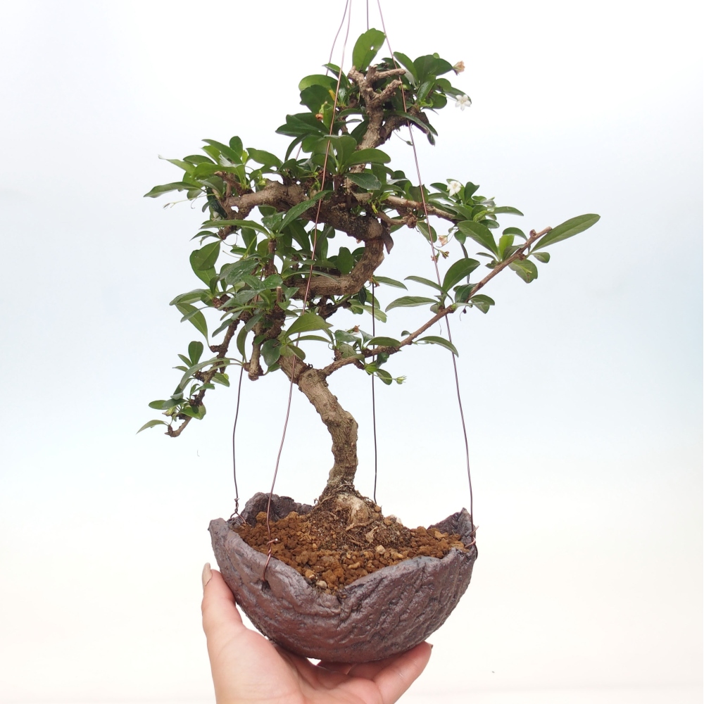 Kokedama in Keramik - Tee-Fuki - Carmona macrophylla