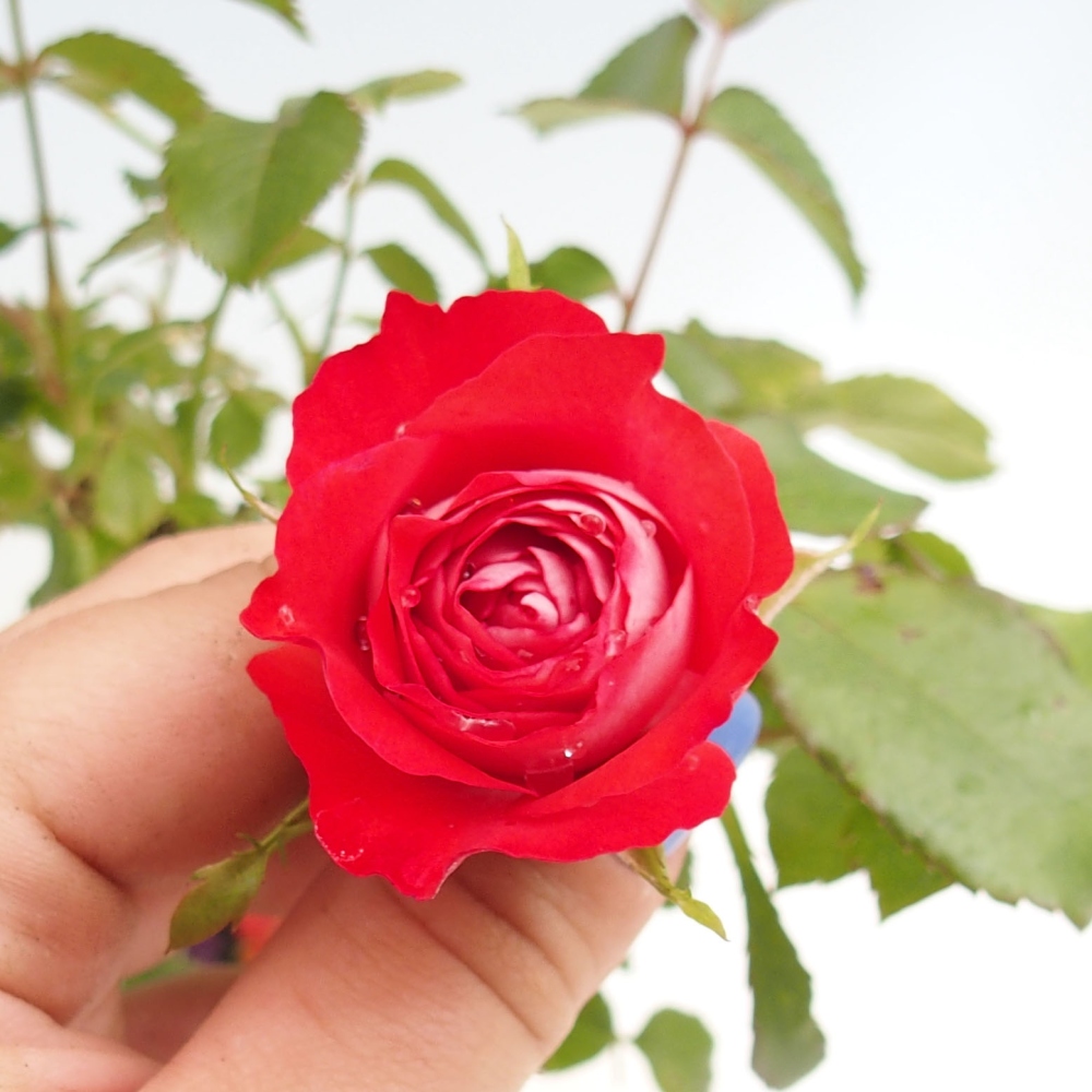 Freilandbonsai - Rosa Kordes -  Rose