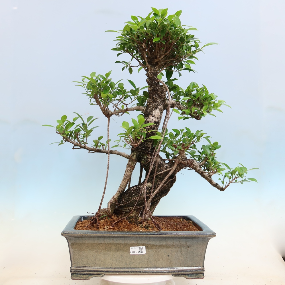 Zimmerbonsai - Ficus kimmen - Kleinblättriger Ficus