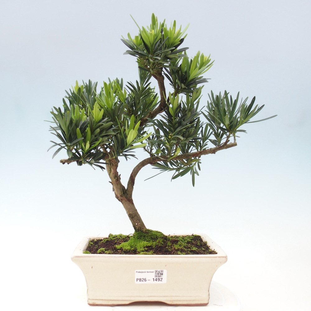 Zimmerbonsai - Podocarpus - Stein-Eibe