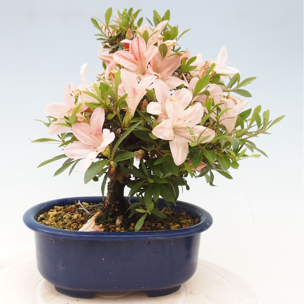 Bonsai im Freien - Japanische Azalee - Azalea Nikko