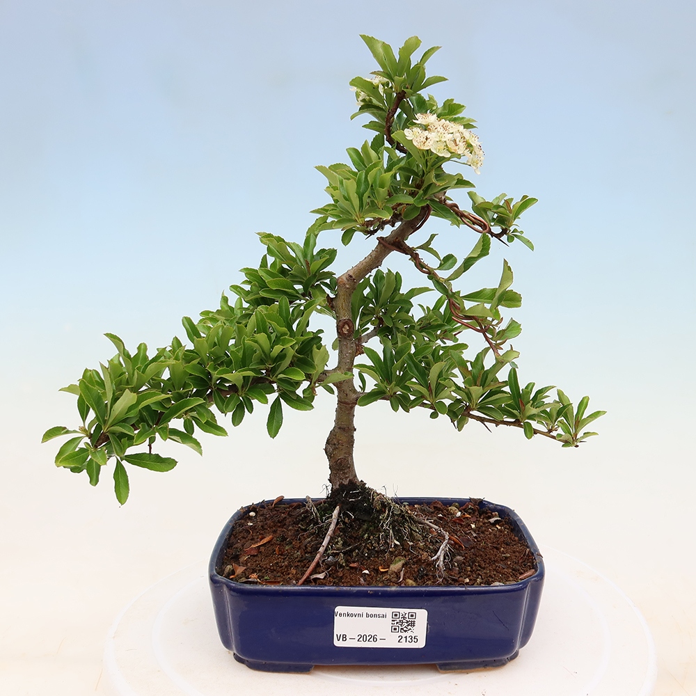 Bonsai für den Außenbereich – Pyracantha teton – Feuerdorn