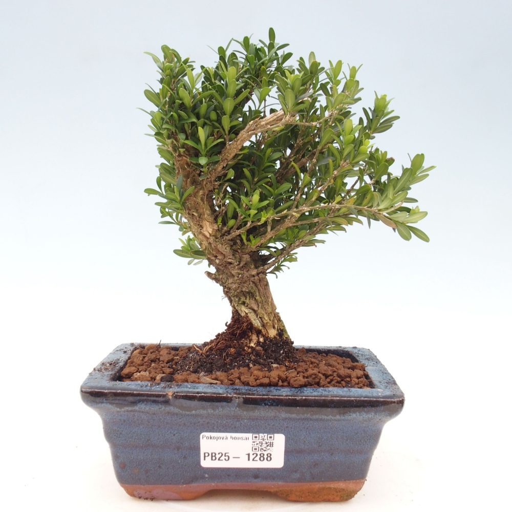 Zimmerbonsai - Buxus harlandii - Korkbuchsbaum