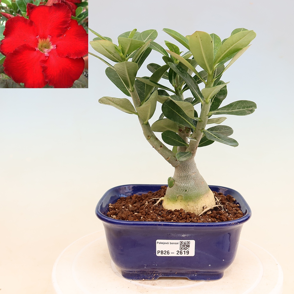 Zimmerbonsai – Adenium obesum „Red Star“ – Wüstenrose