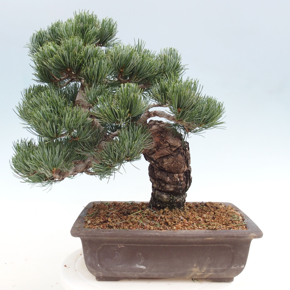 Bonsai im Freien - Pinus parviflora - kleine Kiefer