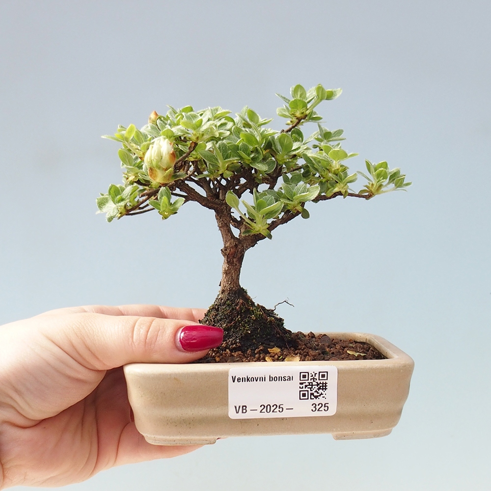 Outdoor-Bonsai - Rododendron indicum - Japanische Azalee