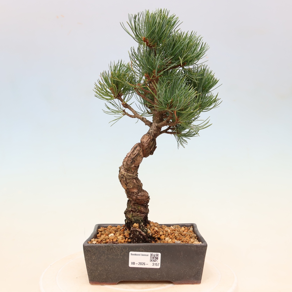 Bonsai für draußen - Pinus parviflora - Pinus parviflora