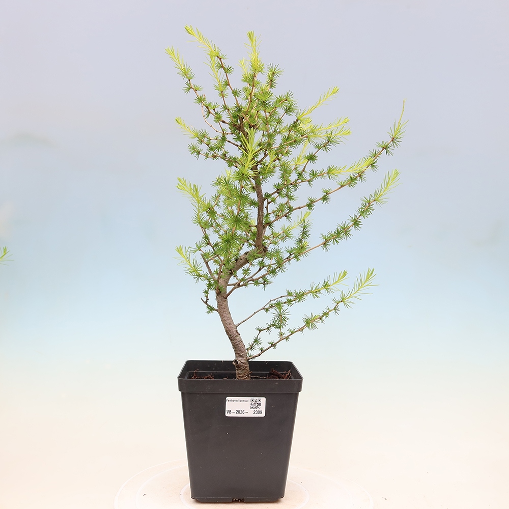 Bonsai für draußen -Larix decidua - Lärche
