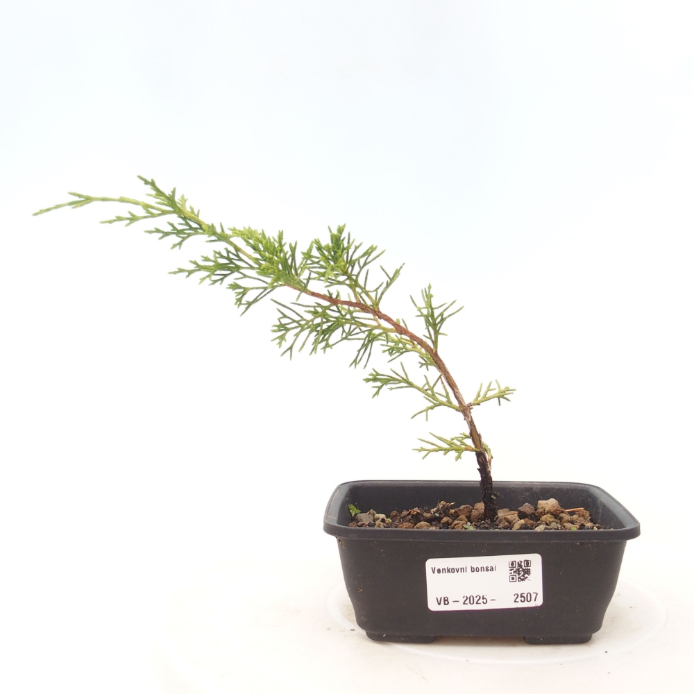 Outdoor bonsai - Juniperus chinensis Itoigawa - Chinese juniper