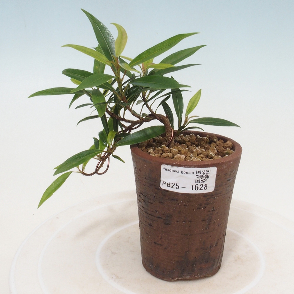 Zimmerbonsai - Ficus nerifolia - kleinblättriger Ficus