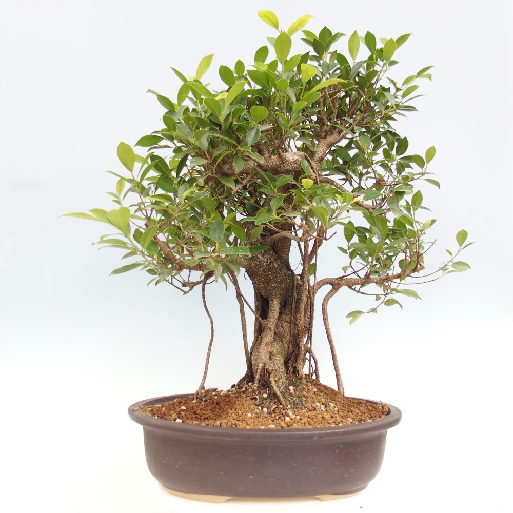 Zimmerbonsai - Ficus kimmen - kleinblättriger Ficus - NUR PERSÖNLICHE ABHOLUNG oder Palettentransport
