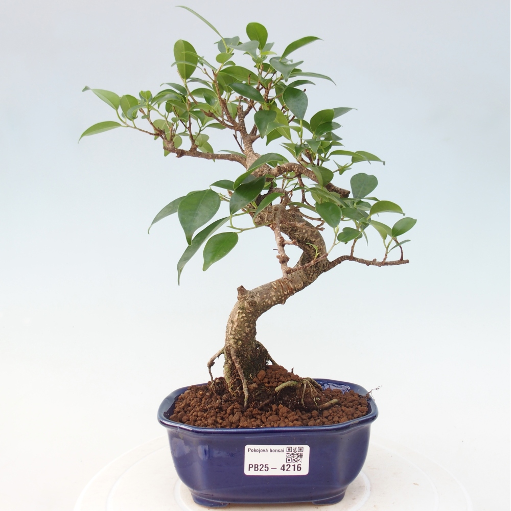 Zimmerbonsai - Ficus retusa - Kleinblättriger Ficus