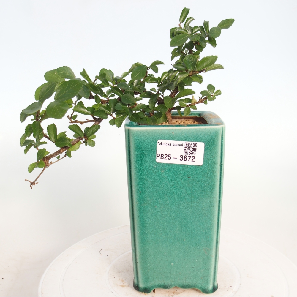 Zimmerbonsai - Grewia occidentalis - Lavendel Seestern