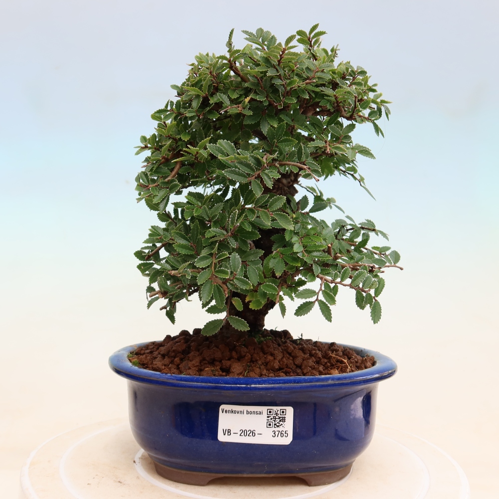 Bonsai für draußen - Zelkova - Zelkova NIRE