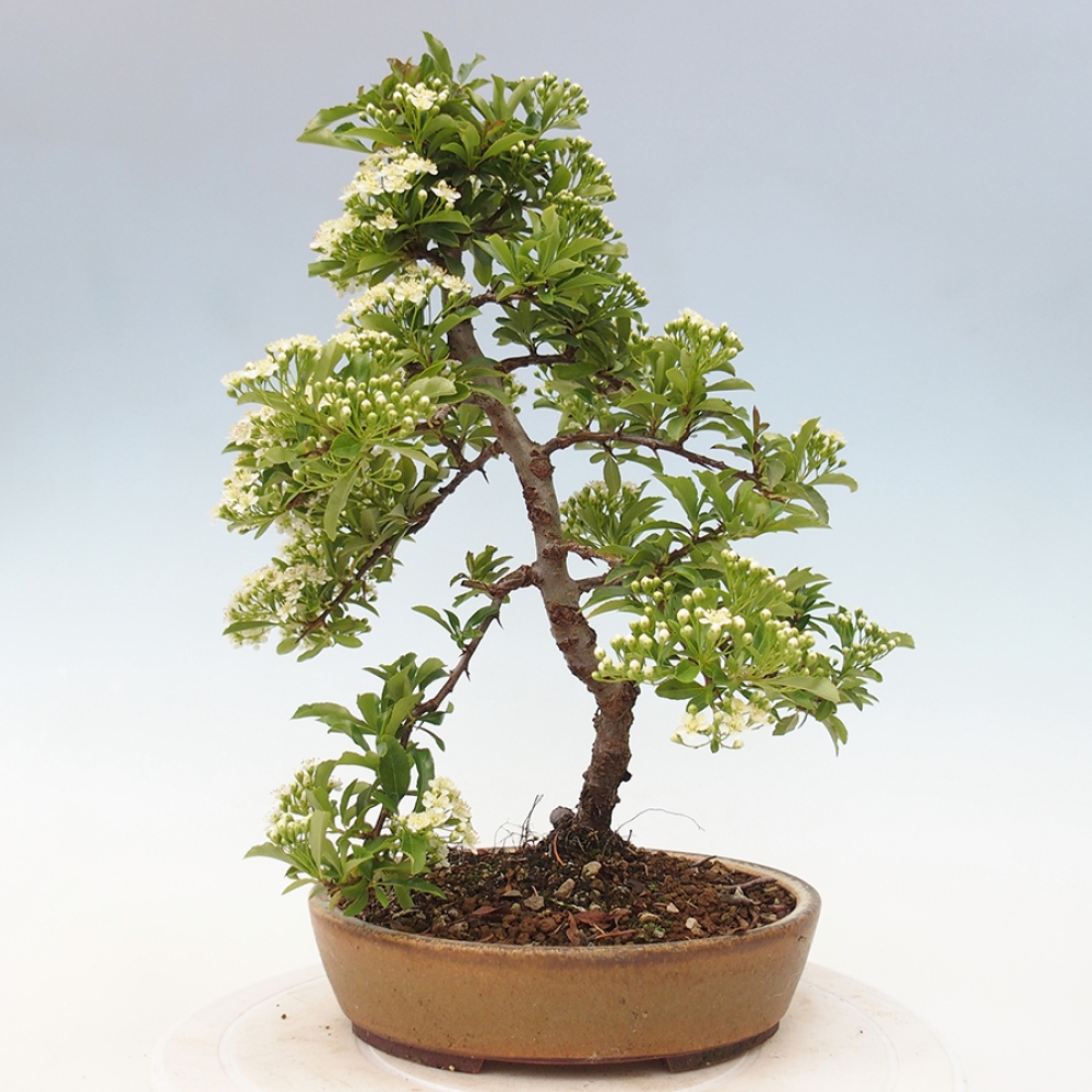 Outdoor Bonsai-Pyracanta Teton -Bäckerei
