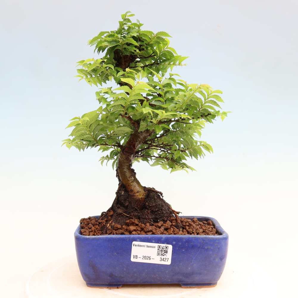 Bonsai für den Außenbereich – Ulmus Jacqueline Hillier – Pappelulme