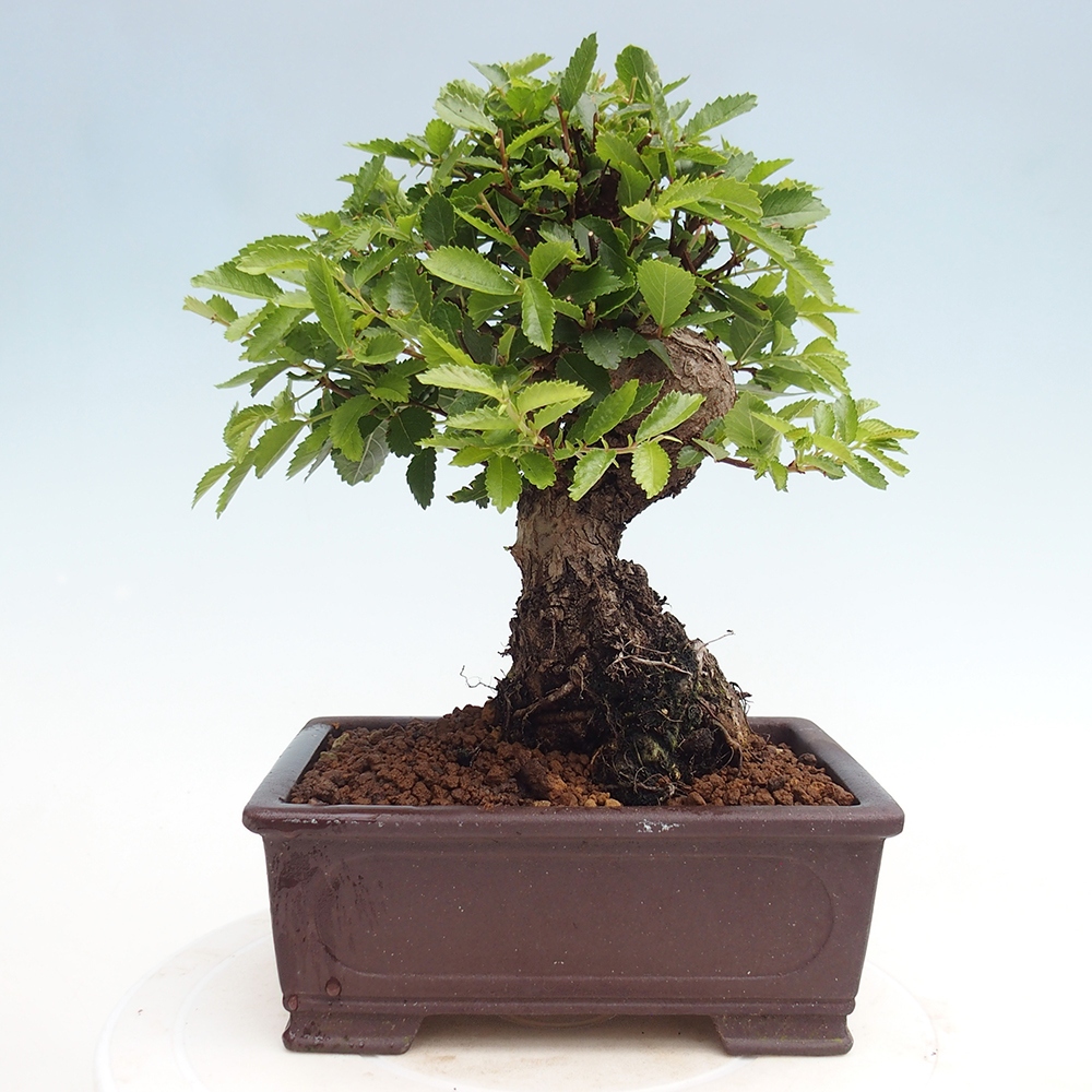 Bonsai im Freien - Zelkova - Zelkova NIRE