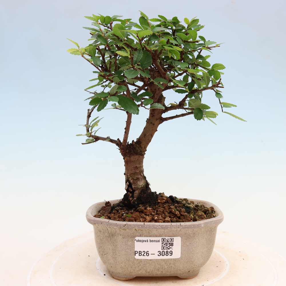 Zimmerbonsai - Ulmus parvifolia - Kleinblättrige Ulme