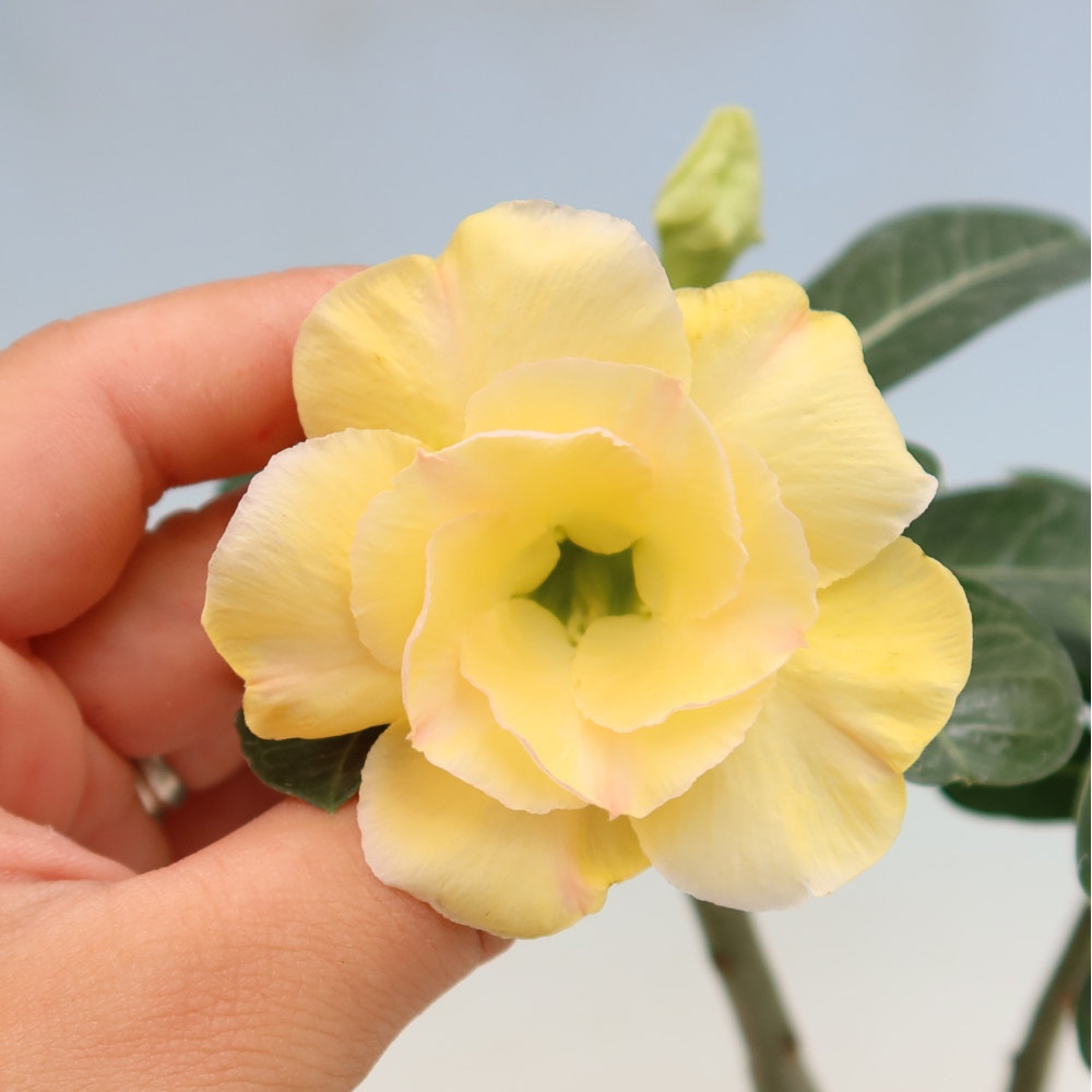 Zimmerbonsai – Adenium obesum, veredelt mit Alonza – Wüstenrose