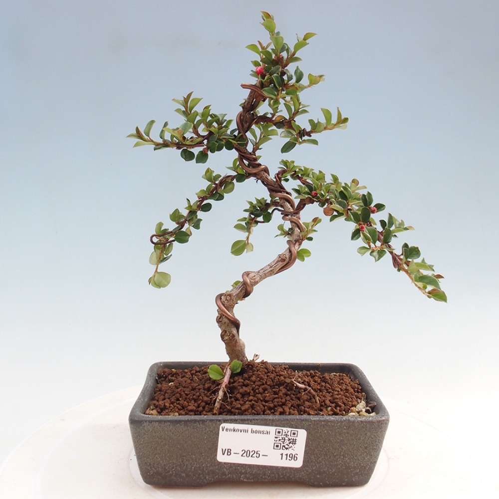 Outdoor bonsai-Cotoneaster horizontalis - Rock