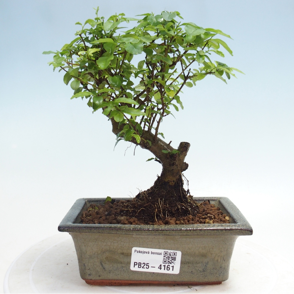 Zimmer Bonsai -Ligustrum chinensis - Vogelschnabel