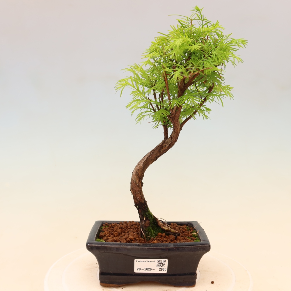 Bonsai für draußen - Metasequoia glyptostroboides - Chinesische Metasequoia