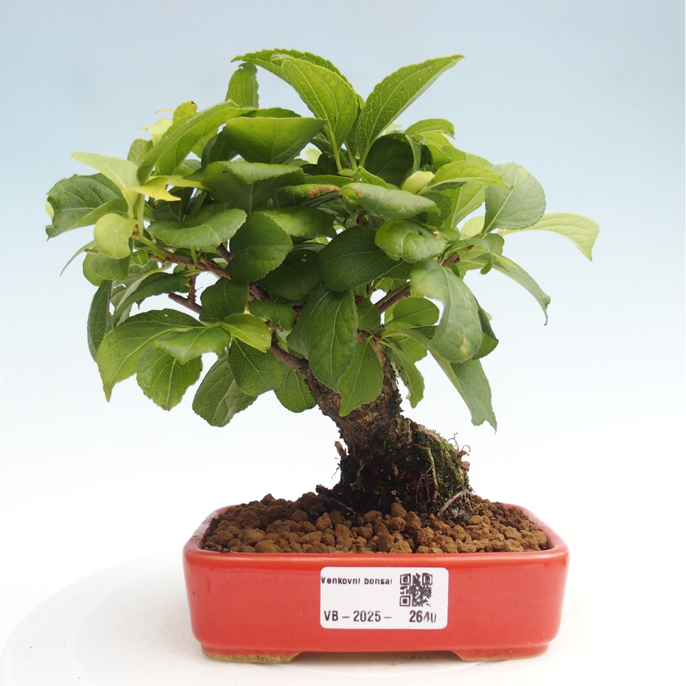 Outdoor-Bonsai - Celastrus Jesenec