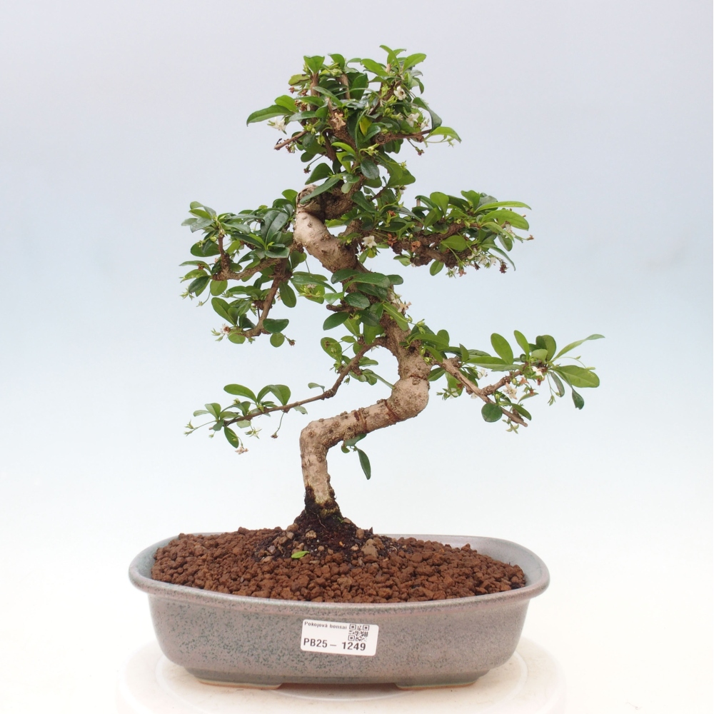 Zimmer Bonsai - Carmona macrophylla - Tea Fuki