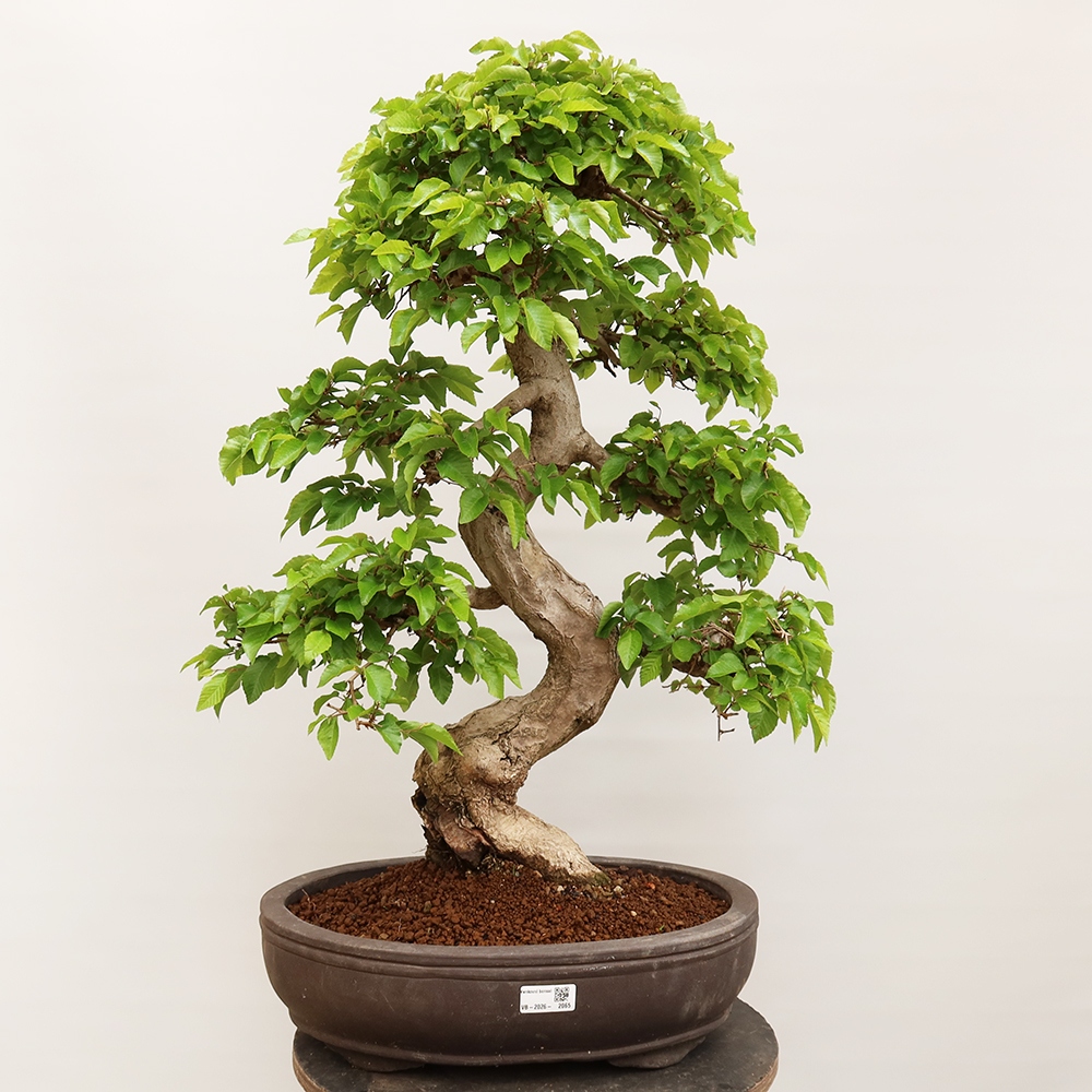 Bonsai im Freien - Carpinus Coreana - Koreanische Hainbuche