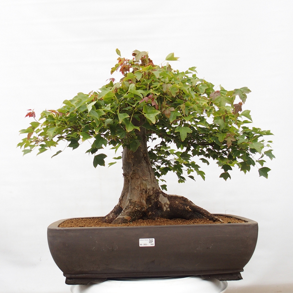 Bonsai im Freien - Ahorn Buergerianum - Burger Maple