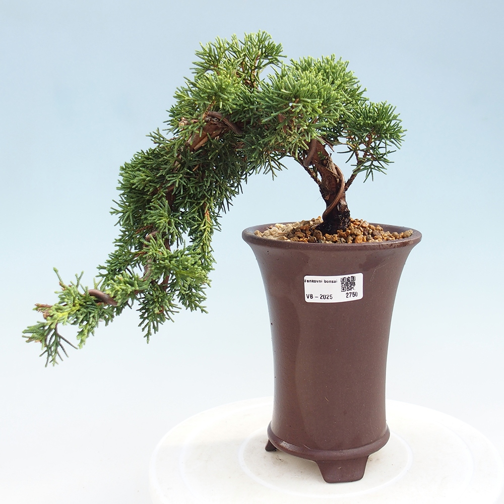 Bonsai im Freien - Juniperus chinensis Kishu - Chinesischer Wacholder